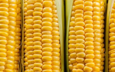 Grupo Potencial anuncia R$ 2 bi em usina de etanol de milho no Paraná